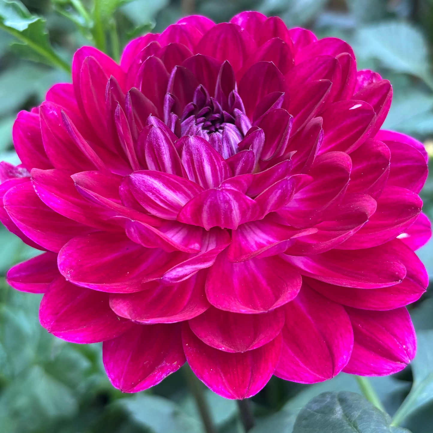 Sandia Bertha